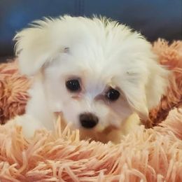 Cavapoos, Maltipoos, and Shihpoos from Cuddable Pups