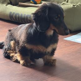 Sunny - Dachshund