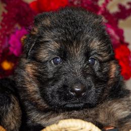 Brown Collar - Black and red male German Shepherd puppy in Howell, Michigan from Sheyenne’s Shepherds