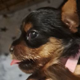 Yorkshire Terriers from Lynn's Yorkshire Terriers