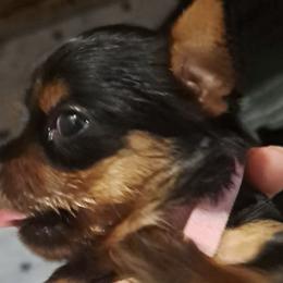 Yorkshire Terriers from Lynn's Yorkshire Terriers