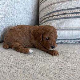 Annie - Red  female Poodle puppy in Queen Creek, Arizona from Prestigious Toy Poodles