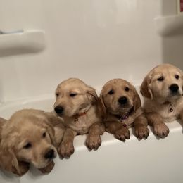 Golden Retriever Puppies from Renko Kennel