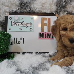 Goldendoodle and Poodle Puppies from Partridge Doodles and Poodles