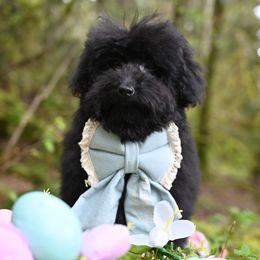 Cavapoo, Cockapoo, and Poodle Puppies from Heavenly Puppies to Love