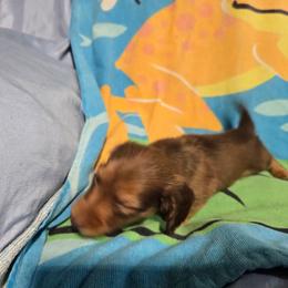 Light blue boy - Red male Dachshund puppy in Jackson's Gap, Alabama from Lake Martin Doxies