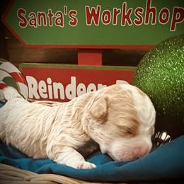 Blitzen - Red male Cavapoo puppy in Bradenton, Florida from Christianna’s Mini Goldendoodles