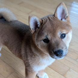 Asia - Red female Shiba Inu puppy in Warren County, New Jersey from Yellow Gate Kennel