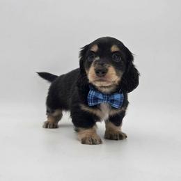 Dicky - Black and cream male Dachshund puppy in Zebulon, North Carolina from Salt of the Earth Dachshunds