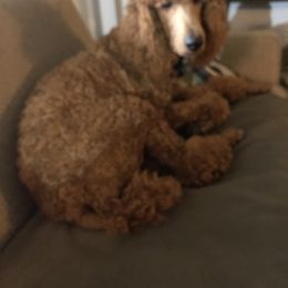 Poodle Puppies from Tails Up Standard Poodles