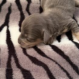Male 1 - Blue and cream male Dachshund puppy in Martinsville, Virginia from Martin’s Doxies