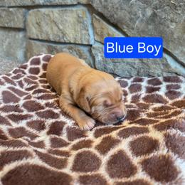 Blue Boy - Dark golden male Golden Retriever puppy in Elk River, Minnesota from Meadow Creek Goldens
