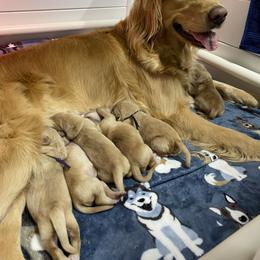 Girl 4 - Golden female Golden Retriever puppy in Emporia, Virginia from Brighton Golden Retrievers