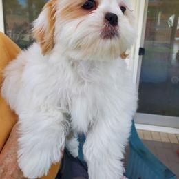 Whitie - White female Shih Tzu puppy in Yorba Linda, California from AKC Registered Purebred Shihtzus