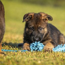 German Shepherd Puppies from Sommerfeld German Shepherds