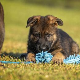 German Shepherd Puppies from Sommerfeld German Shepherds