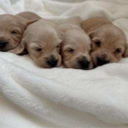 Marigold - Cream female Dachshund puppy in San Diego, California from Enchanted little dachshunds