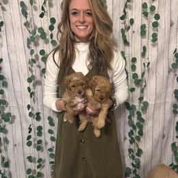 Cavapoo Puppies from Lucy Lou’s Cavapoos