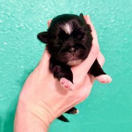 Girl 5 - Black and white female Shih Tzu puppy in Stroud, Oklahoma from Laik’s Little Shihtz & Poms