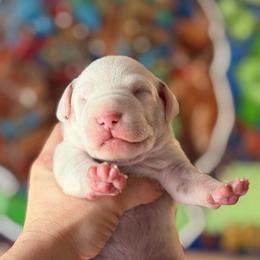 Male 1 - White and liver brown male Dalmatian puppy in Lake Mathews, California from Bully Market