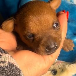 North Star Gems Borski - Red male Prague Ratter puppy in Seward, Alaska from North Star Gem’s Prague Ratters