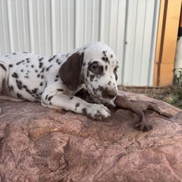 Poppy - Girl 2 - White and liver brown female Dalmatian puppy in Leavenworth, Kansas from Tally Ho Dalmatians