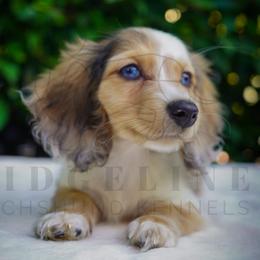 Gelato - Dapple male Dachshund puppy in Temecula, California from Naomi Magee's Dachshund Kennel