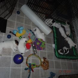 Jack Russell Terrier Puppies from Hillside Jack Russell Terriers