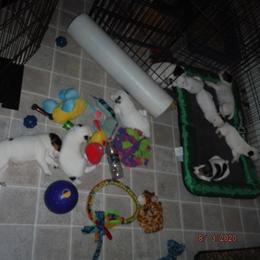 Jack Russell Terrier Puppies from Hillside Jack Russell Terriers