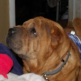 Harry - Chinese Shar-Pei
