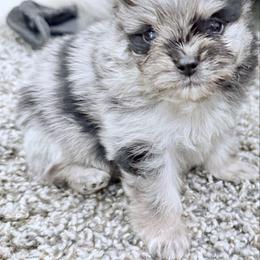 Boy 1 - Blue merle male Pomeranian puppy in Sherman, Texas from Wynter Wonderland Poms