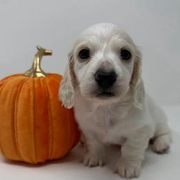 Tristan - Piebald male Dachshund puppy in Pulaski, Tennessee from Billboard Doxies