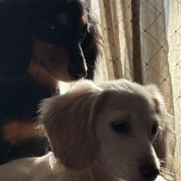 Dachshunds from J & L Mini D’s