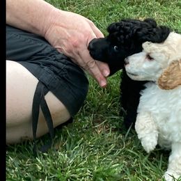 Poodle Puppies from Dauntless Poodles