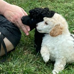 Poodle Puppies from Dauntless Poodles