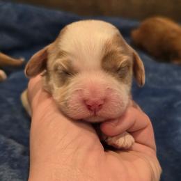 Rock - Red male Cockapoo puppy in Perry, Arkansas from Parker's Cockapoos