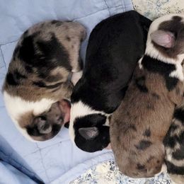 Shihpoo Puppies from Perfect Companion Puppies