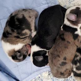 Shihpoo Puppies from Perfect Companion Puppies