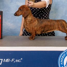 Dachshunds from Invicta Hounds