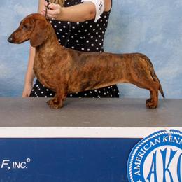 Dachshunds from Invicta Hounds