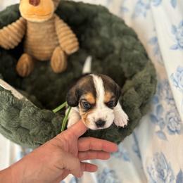 Miles - Black tan and white male Beagle puppy in Meridianville, Alabama from Spear Haven Beagles (formerly Spear Lake Beagles)