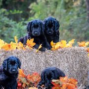 American Hairless Terrier and Flat-Coated Retriever Puppies from Inspired Flat-Coated Retrievers and American Hairless Terriers