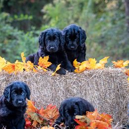 American Hairless Terrier and Flat-Coated Retriever Puppies from Inspired Flat-Coated Retrievers and American Hairless Terriers