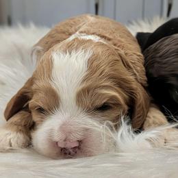 Amber - Golden female Cockapoo puppy in Salt Lake City, Utah from Utah Cocker Spaniels