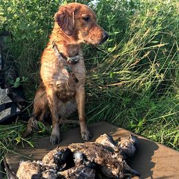 Golden Retrievers from Golden Acres LLC