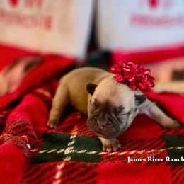 French Bulldog Puppies from Kimberly brokaw