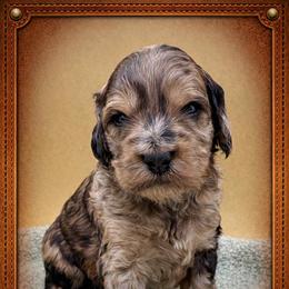 Leather - Merle male Goldendoodle puppy in Hendersonville, North Carolina from Kim's Cove Dog Co.