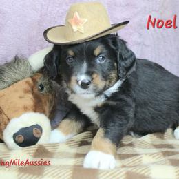 Noel BTM2 - Black tri male Miniature Australian Shepherd puppy in Elgin, Oregon from LongMile Aussies