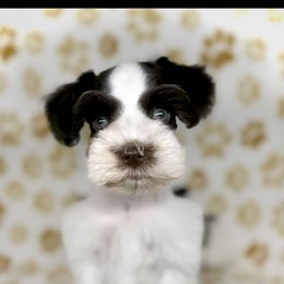 Liver parti boy - Liver male Miniature Schnauzer puppy in Kaufman, Texas from KK’s Krazy Kennels