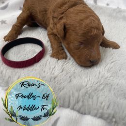 Boy 2 - Poodle puppy in Shelbyville, Tennessee from Rains Poodles Of Middle TN